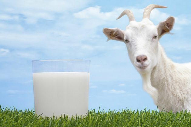 keçi sütü faydaları